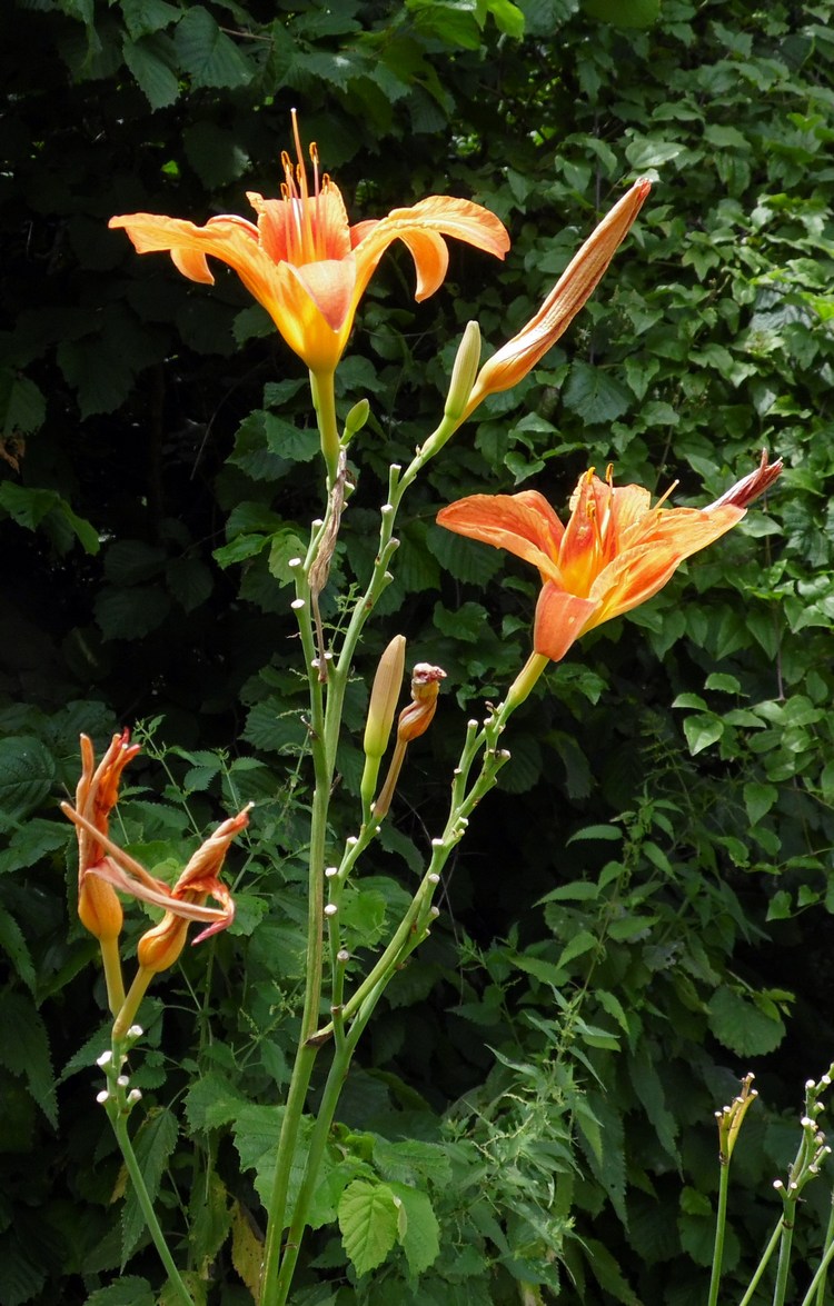 Изображение особи Hemerocallis fulva.