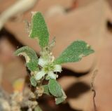 Galenia pubescens