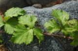 Rubus caesius. Часть побега. Ярославская обл., Рыбинский р-н, с. Каменники, песчано-каменистый берег Рыбинского водохранилища. 18.08.2016.