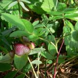 Rosa cinnamomea