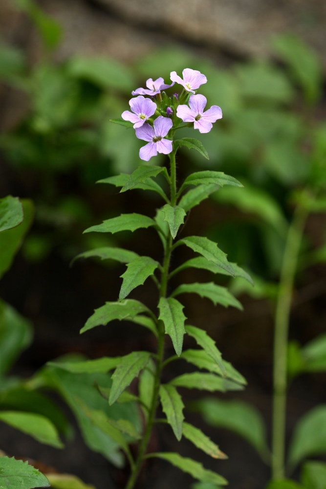 Изображение особи Dontostemon hispidus.