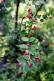 Cotoneaster multiflorus