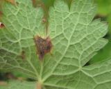 Geranium platypetalum