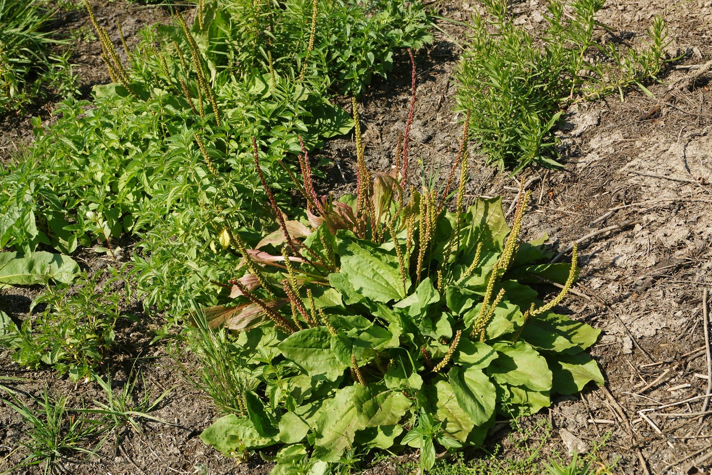 Изображение особи Plantago major.