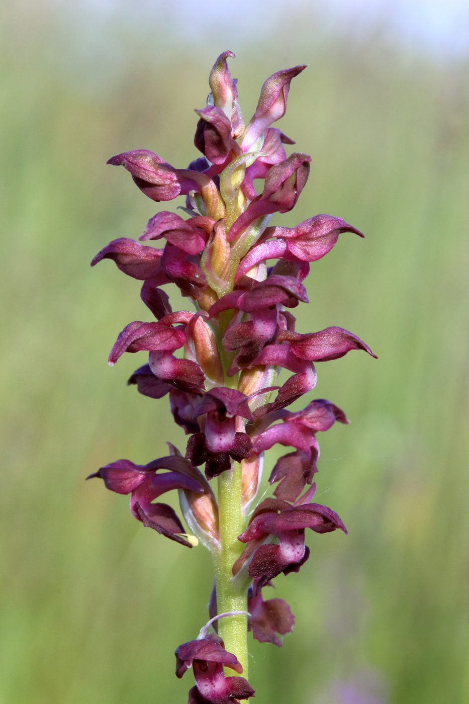 Изображение особи Anacamptis coriophora.