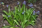 Hyacinthus orientalis