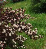 Physocarpus opulifolius. Верхушки цветущих ветвей (краснолистный культивар). Восточный Казахстан, г. Усть-Каменогорск, Архитектурно-ландшафтный музей-заповедник, в культуре. 02.06.2017.