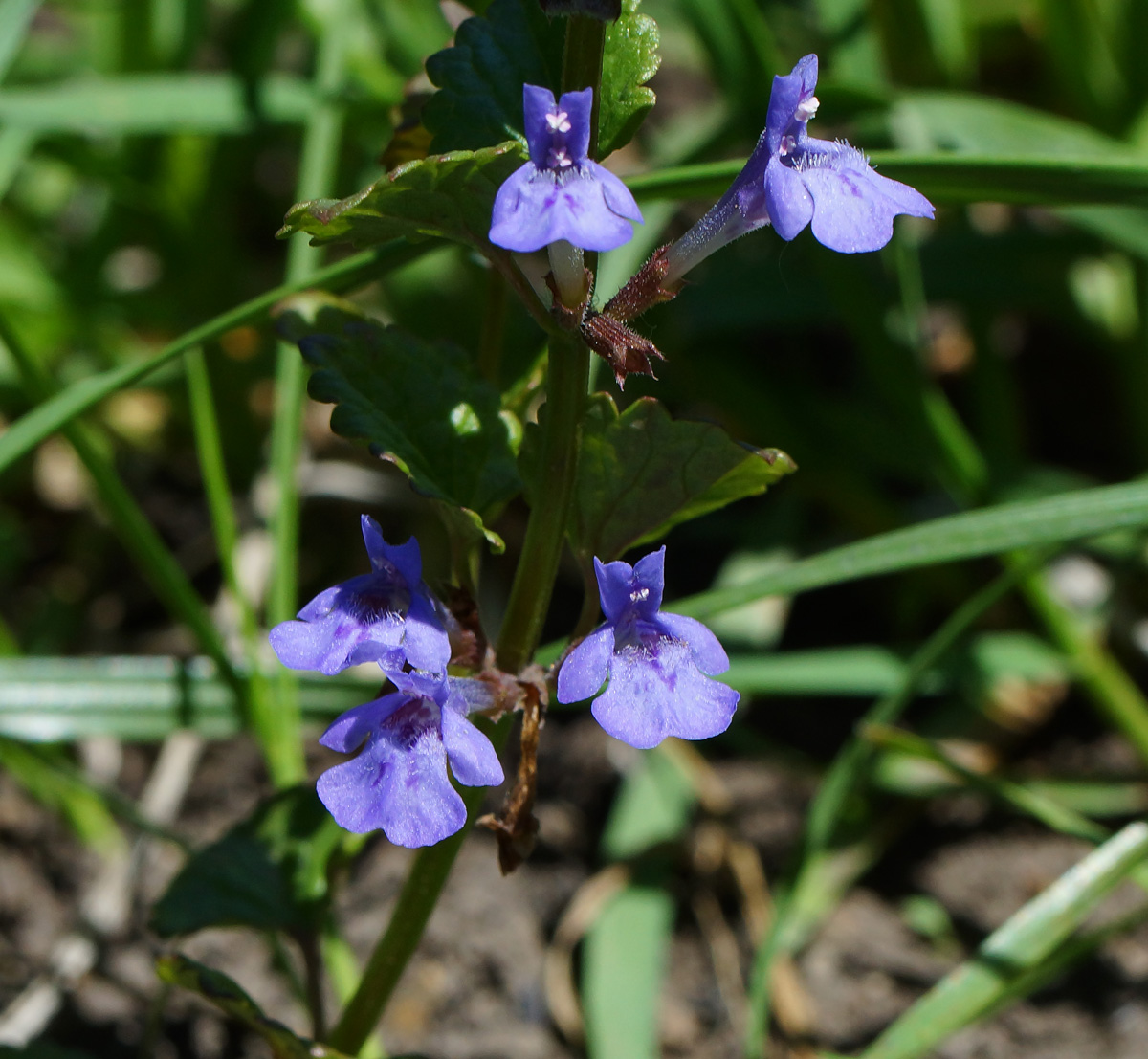 Изображение особи Glechoma hederacea.