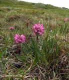 Pedicularis interioroides. Отцветающие растения (повядшие). Магаданская обл., окр. г. Магадан, п-ов Старицкого, кустарничково-осоково-моховая тундра. 08.07.2018.