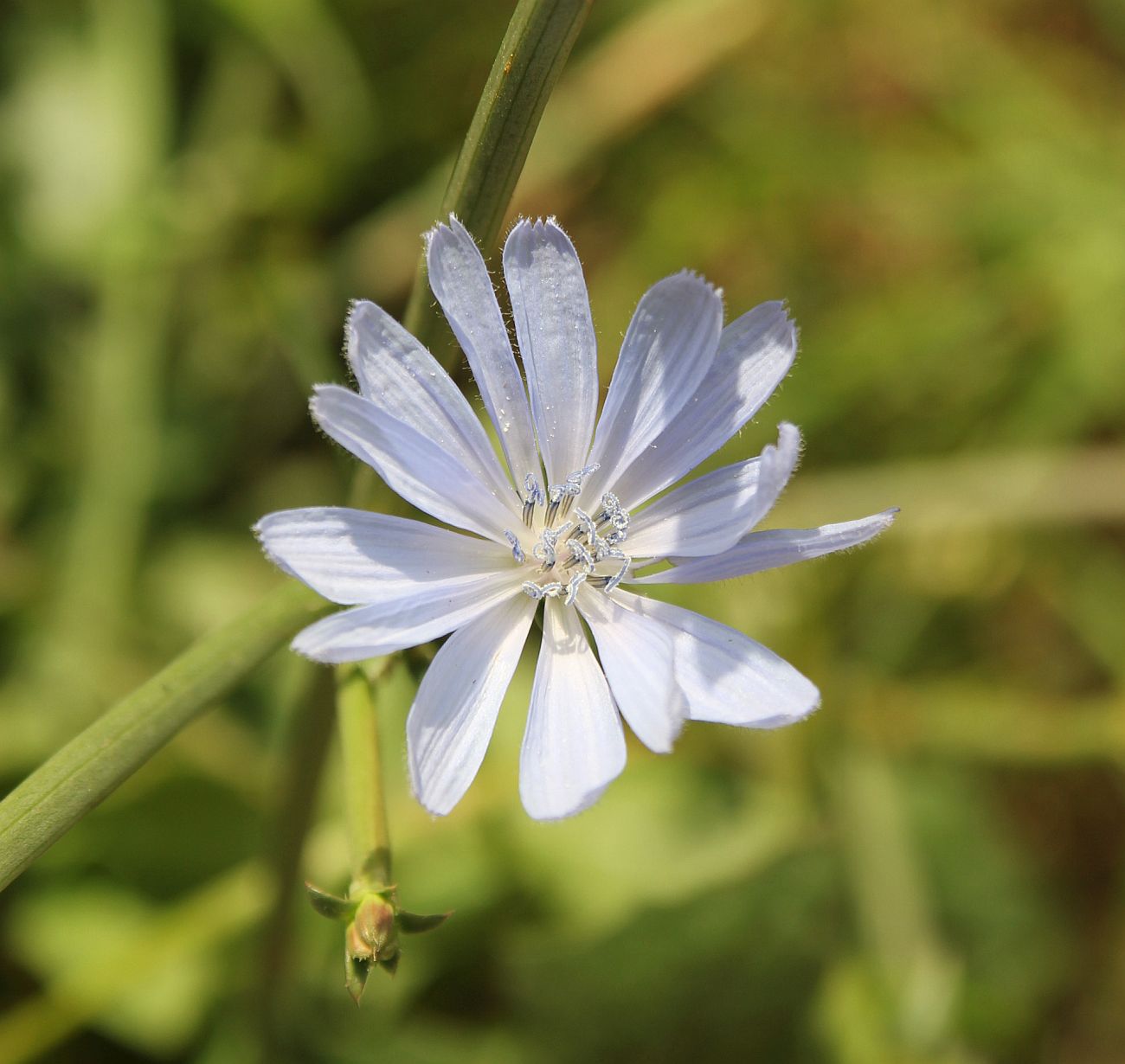 Изображение особи Cichorium intybus.