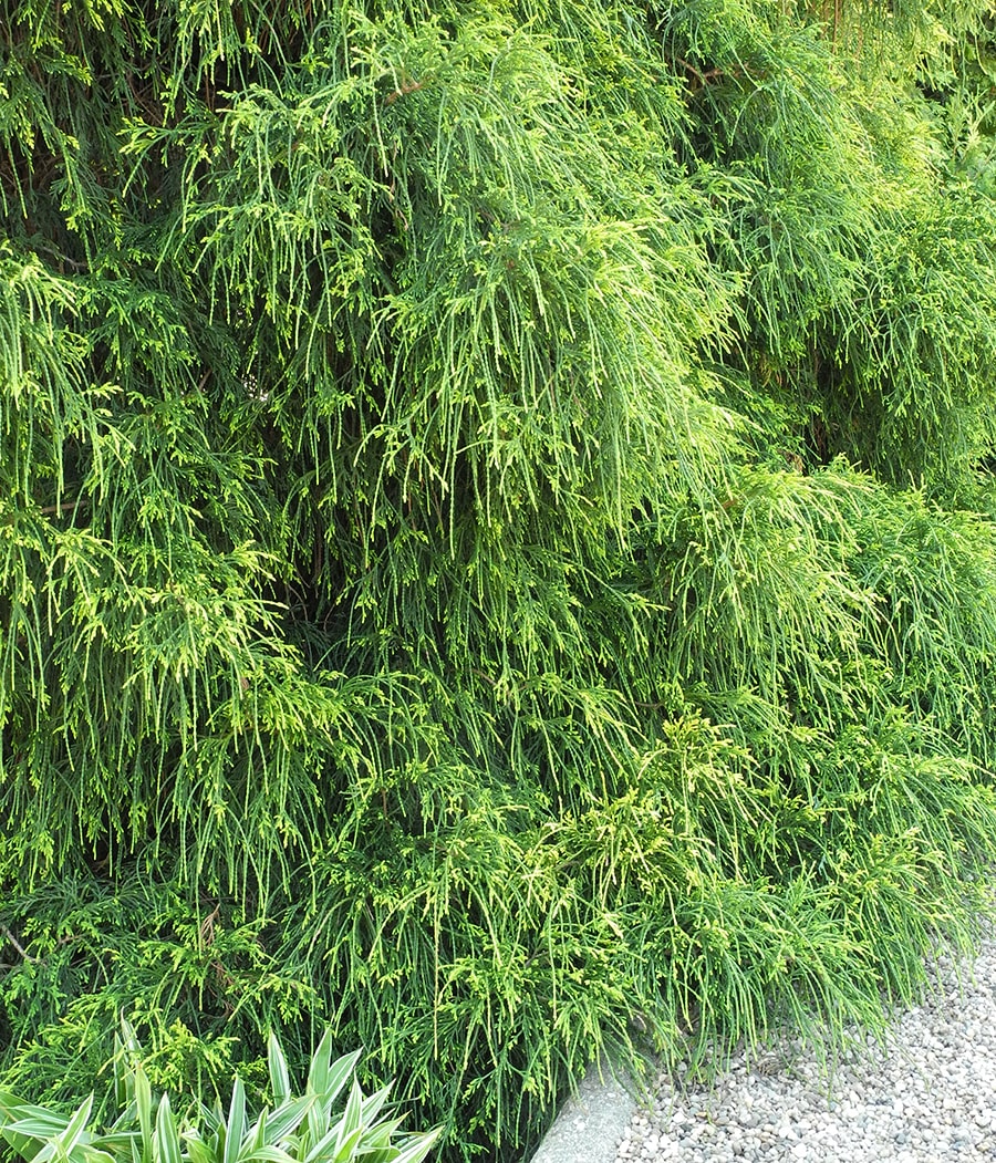 Image of Chamaecyparis pisifera specimen.