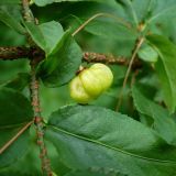 Euonymus verrucosus. Завязавшийся плод. Чувашия, окрестности г. Шумерля, лес за Низким полем. 30 июня 2008 г.