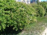 род Crataegus. Расцветающее растение. Тверская обл., г. Тверь, Пролетарский р-н, просп. 50 лет Октября, в озеленении. 18.05.2019.