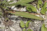 Rumex maritimus