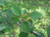 Cotoneaster meyeri. Часть ветви с незрелыми плодами. Дагестан, Левашинский р-н, окр. с. Цудахар, ок. 1200 м н.у.м., редколесье на склоне. 11.06.2019.