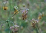 Thalictrum foetidum