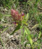 Melampyrum pratense. Верхушка цветущего растения с аномальными листьями. Краснодарский край, Абинский р-н, окр. пос. Синегорск, луг. 26.05.2020.