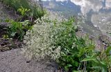 Lepidium latifolium