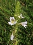 Euphrasia stricta