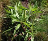 Oenothera macrocarpa