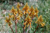 Aloe buhrii