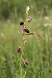 Ophrys oestrifera. Часть соцветия с притаившимся богомолом. Крым, Байдарская долина, луг. 03.06.2022.