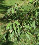 Quercus myrsinaefolia. Нижние ветви. Абхазия, г. Сухум, Сухумский ботанический сад. 25.09.2022.