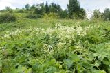 Oberna multifida. Верхушки цветущих растений. Краснодарский край, Апшеронский р-н, гора Черногор, ≈ 1700 м н.у.м., субальпийский луг на карсте. 06.07.2019.