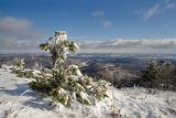 Pinus sylvestris