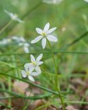 Ornithogalum woronowii. Цветки. Краснодарский край, Крымский р-н, окр. станицы Неберджаевская, ур. Малый Яр, дубово-грабинниковый лес. 27.04.2023.