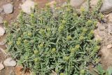 Alyssum turkestanicum разновидность desertorum