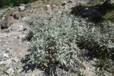 Cirsium argillosum