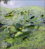 Nuphar lutea