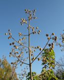 Paulownia tomentosa. Соцветие в бутонах перед зимовкой. Крым, Симферополь, ботсад университета. 1 ноября 2010 г.