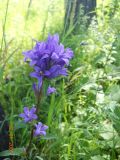 Campanula glomerata. Верхушка цветущего растения. Новосибирская обл., пгт Линёво, берёзовый колок. Июль 2010 г.