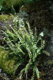 Asplenium trichomanes