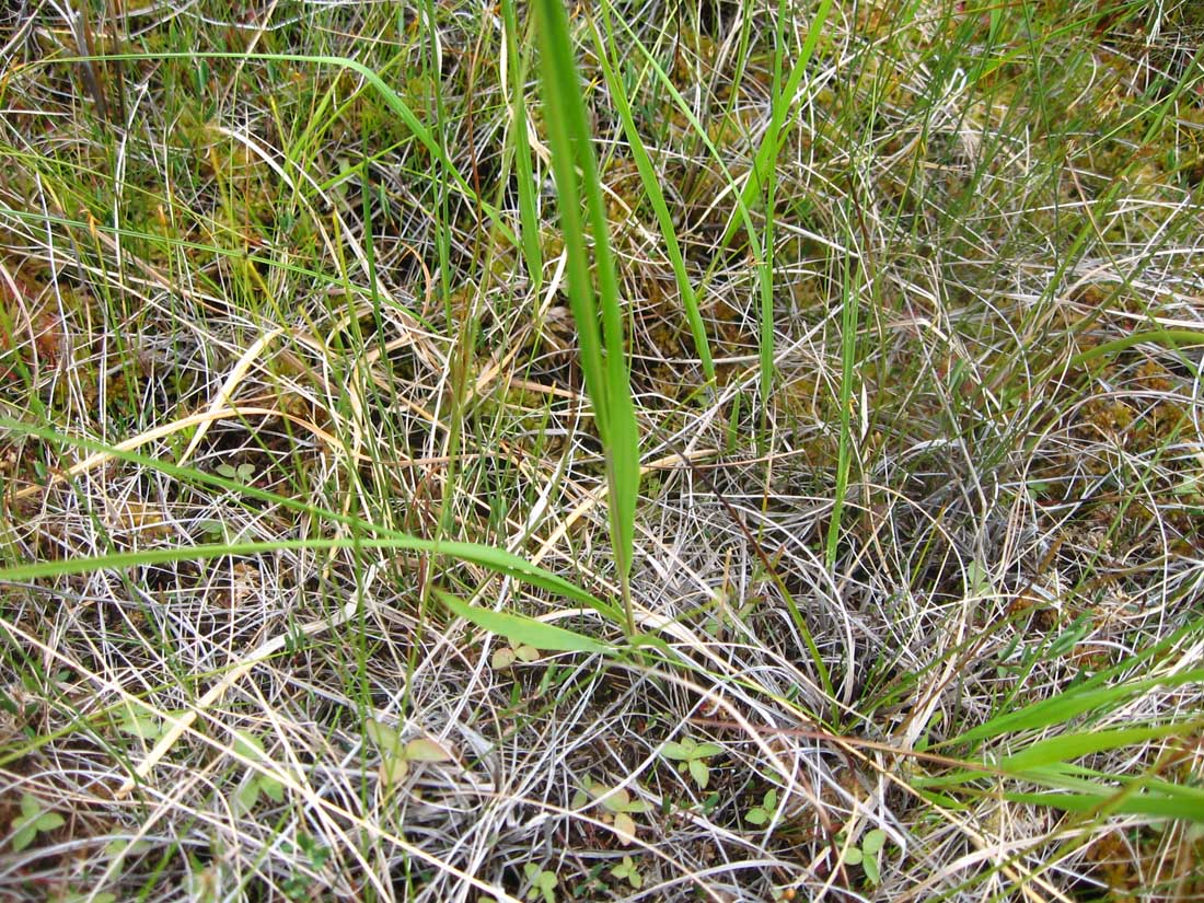 Изображение особи Arctagrostis latifolia.