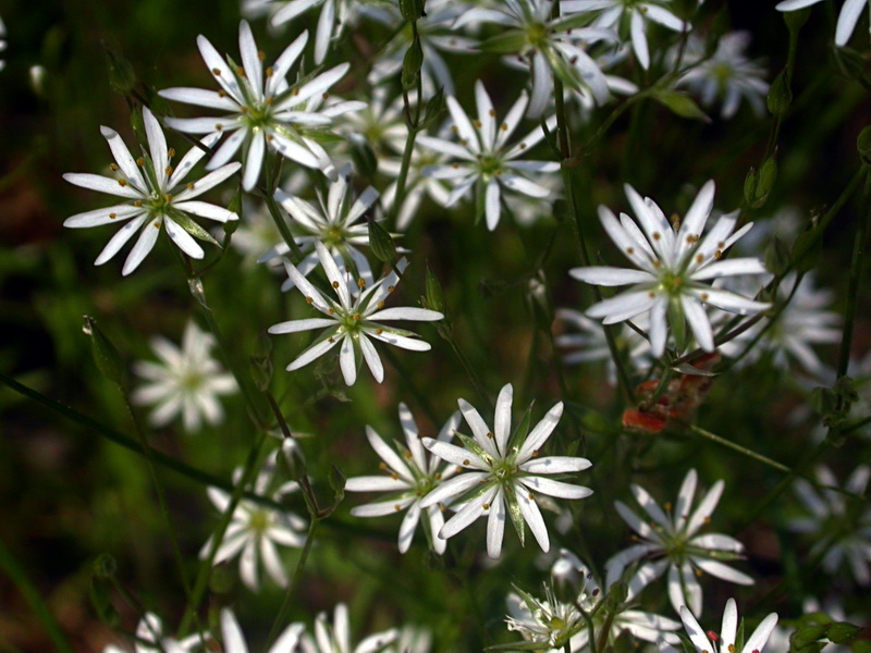 Изображение особи Stellaria graminea.