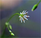 Stellaria graminea. Цветок. Окр. Красноярска, сорное на приусадебном участке. 24 июля 2012 г.