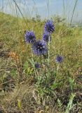 Echinops ruthenicus. Цветущее растение. Казахстан, Восточно-Казахстанская область; Западный Алтай, скл. Ульбинского хребта, окр. г. Усть-Каменогорска. 08.08.2012.