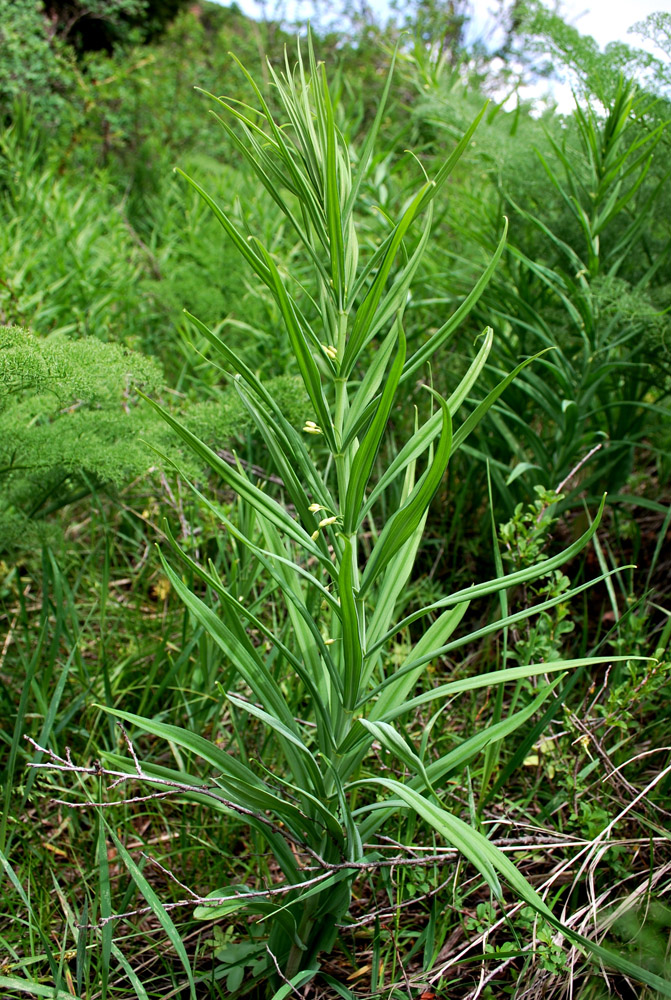 Изображение особи Polygonatum sewerzowii.