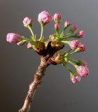 Prunus serrulata. Развивающееся соцветие ('Pendula'). Германия, г. Кемпен, в парке. 14.04.2013.