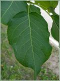 Pyrus ussuriensis. Лист. Чувашия, г. Шумерля, ул. Октябрьская. 4 июня 2009 г.