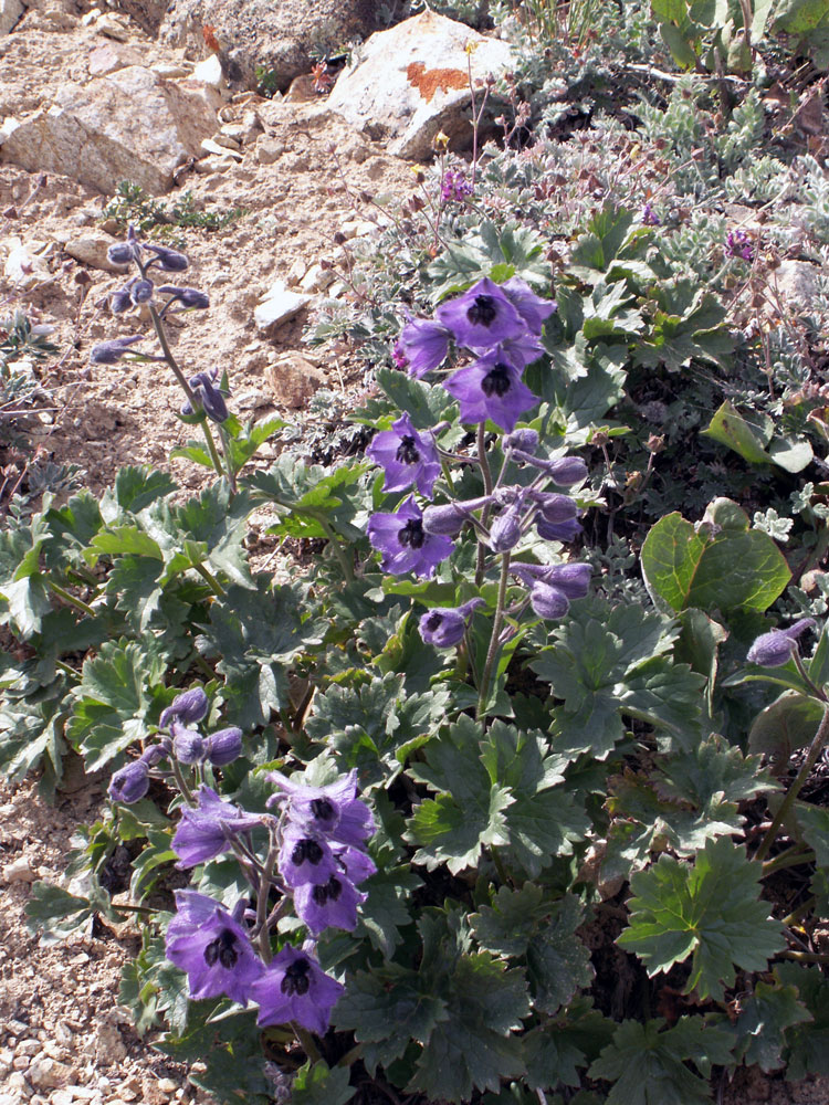 Изображение особи Delphinium oreophilum.