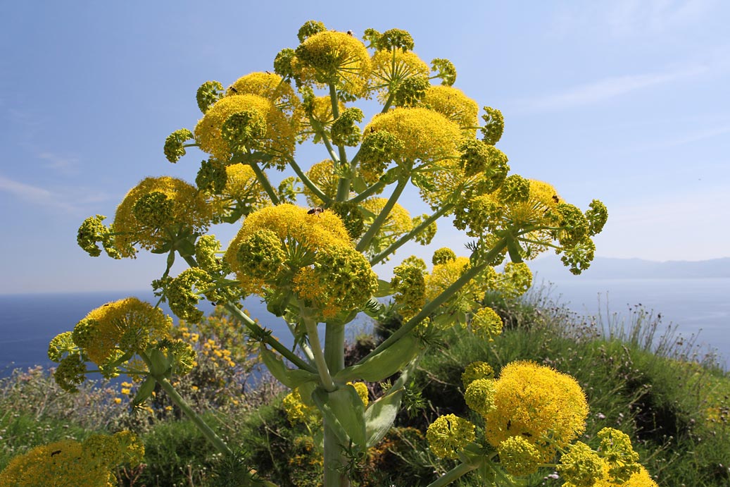 Изображение особи Ferula communis.