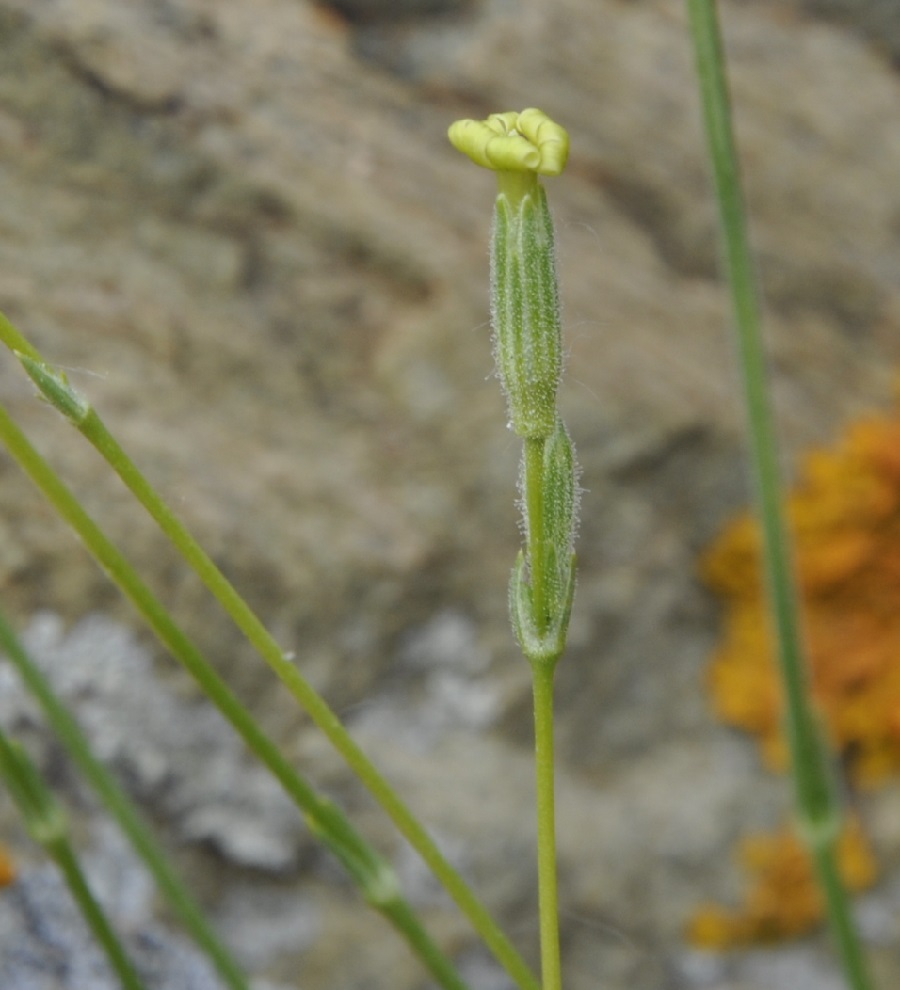 Изображение особи Silene flavescens ssp. thessalonica.