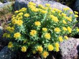 Rhodiola rosea. Цветущее растение. Восточный Мурман, губа Дальнезеленецкая, берег Дальнего Пляжа. Июль 2007 г.