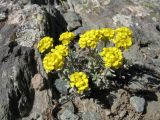 Alyssum lenense