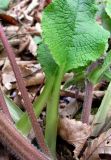 Trachystemon orientalis. Сросшиеся в верхних частях черешков листья. Краснодарский край, Сочи, окр. Адлера, у небольшой дороги. 25.02.2015.