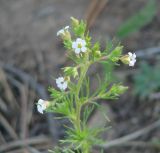 Chamaerhodos erecta